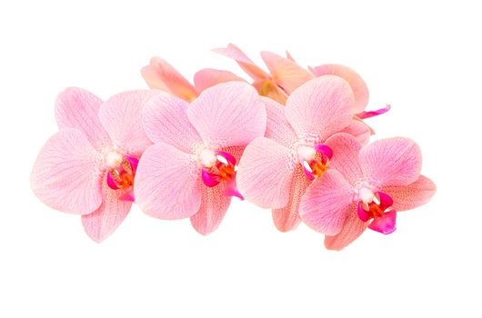 Pink orchid flowers with delicate purple spotted petals isolate