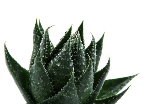 Aloe vera plant isolated on white