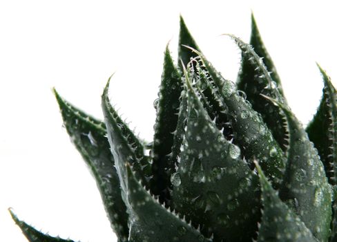 Aloe vera plant isolated on white