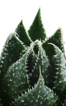 Aloe vera plant isolated on white