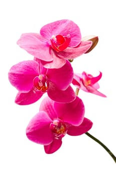 Purple orchids flowers small branch with bud isolate