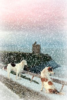 two dogs on the snowy clifftop viewing the sunset and castle in ballybunion county kerry ireland