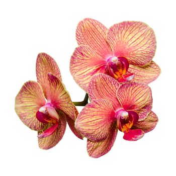 Bunch of three gentle phalaenopsis summer flowers isolate