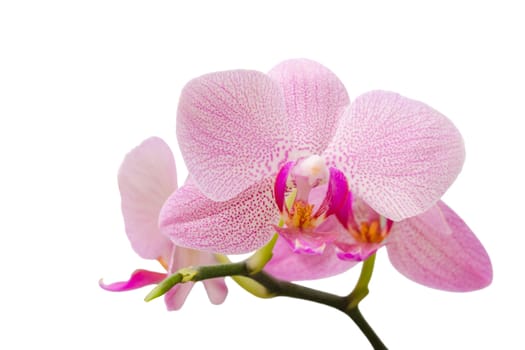 Branch of gentle pastel soft pink orchid isolated on white