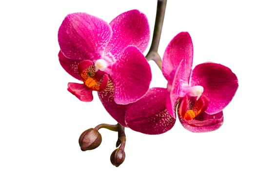 Two purple orchid flowers with buds on small branch isolate