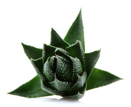 Aloe vera plant isolated on white