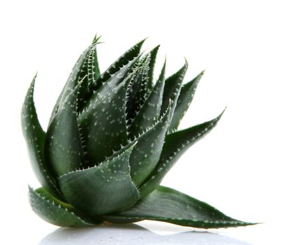 Aloe vera plant isolated on white