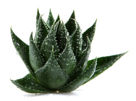 Aloe vera plant isolated on white