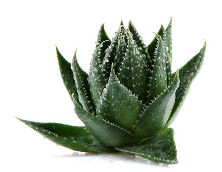 Aloe vera plant isolated on white