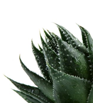Aloe vera plant isolated on white