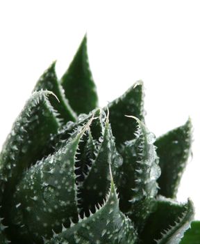 Aloe vera plant isolated on white