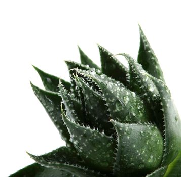 Aloe vera plant isolated on white