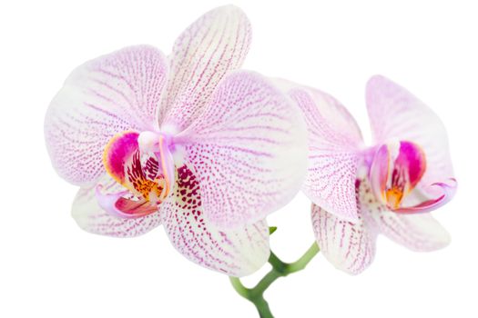 Small branch with two spotted orchids isolated on white