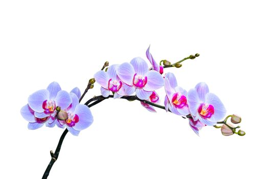 Fragile branch of vibrant purple blue colored orchids isolated
