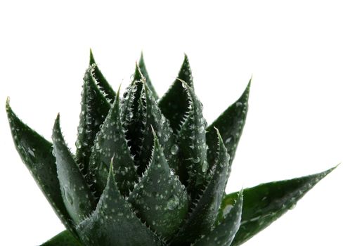 Aloe vera plant isolated on white