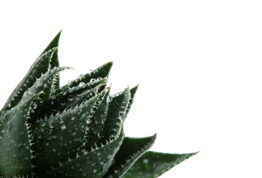 Aloe vera plant isolated on white