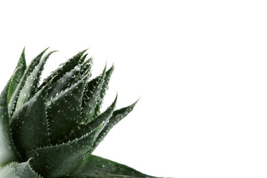 Aloe vera plant isolated on white