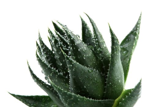 Aloe vera plant isolated on white