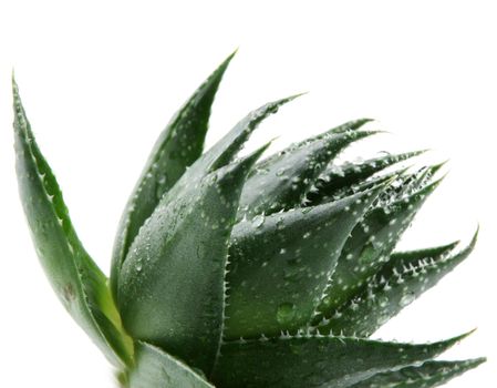 Aloe vera plant isolated on white
