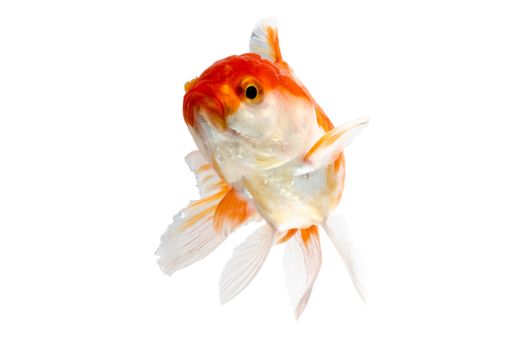 Gold fish on a white background : Clipping path included.