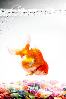 Gold fish on a white background 