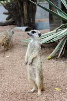 Meerkat with a curved claw used for digging.