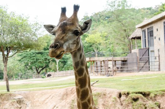 Long neck giraffe is the animal most like to eat vegetables.