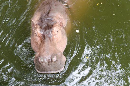 A large hippopotamus in the waters