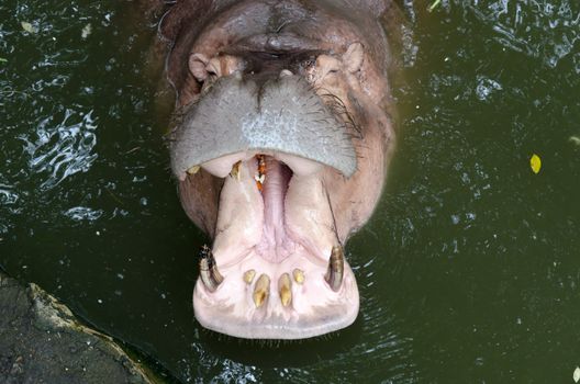 A large hippopotamus in the waters