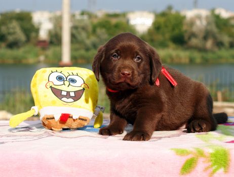 happy chocolate labrador puppy with a toy