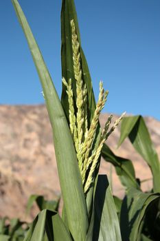 Green corn closeup on the summer field