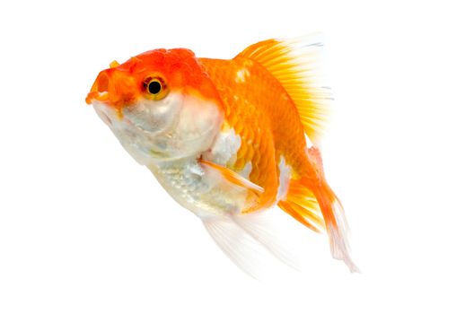 Gold fish on a white background : Clipping path included.