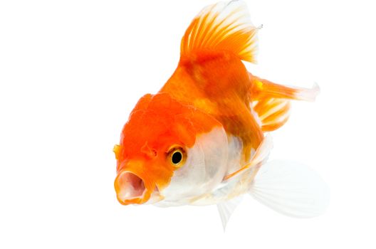 Gold fish on a white background : Clipping path included.