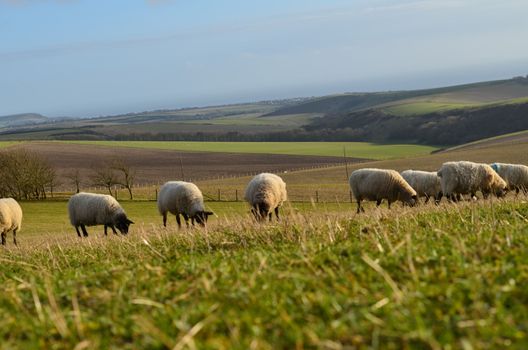 English black face sheep grazing on the lush pasture grass in Sussex,England.