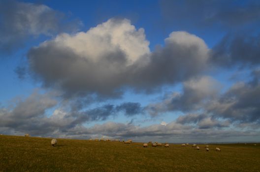 Sheep grazing on Firle Beacon,East Sussex,England.Image taken in Feburary 2014.