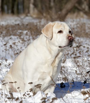 yellow labrador in the snow in winter