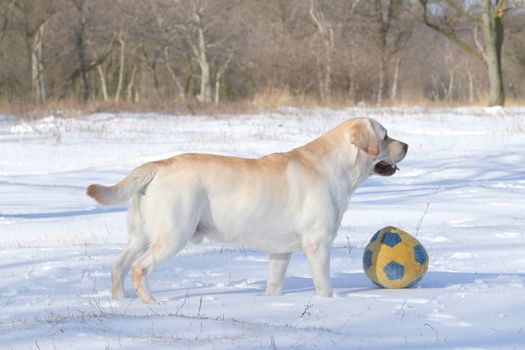 yellow labrador in the snow in winter with a ball