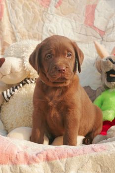 happy chocolate labrador puppy with the toys