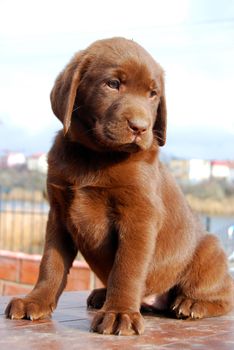 happy chocolate labrador puppy portrait close up