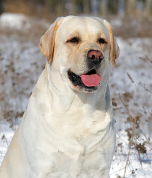 yellow labrador in the snow in winter portrait