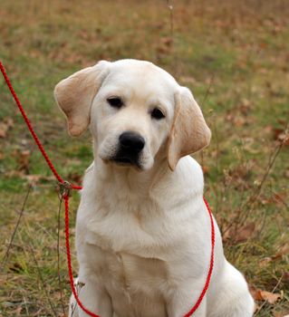 happy yellow labrador puppy portrait