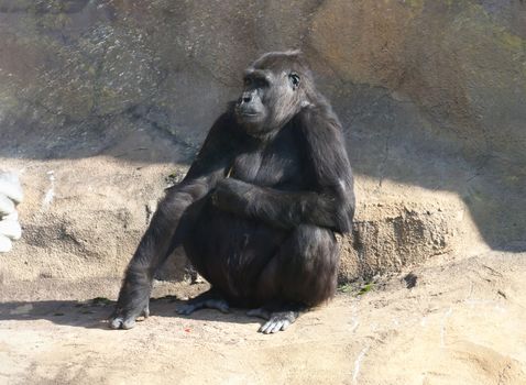 Nice photo of black African gorilla in zoo