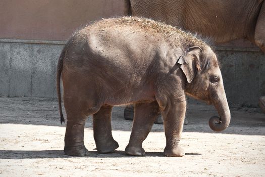 Beautiful photo of small baby elephant walking in zoo
