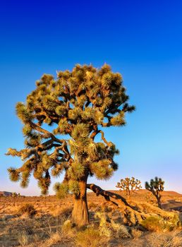 Detail of joshua tree before sunset, California, USA