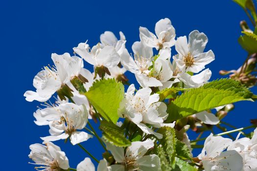 Beautiful spring blossom of apple cherry tree with white flowers