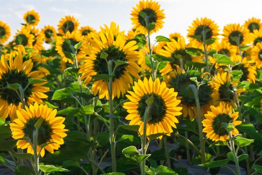 Beautiful blooming field of sunflowers under blue sky