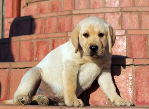happy yellow labrador puppy portrait close up at the door