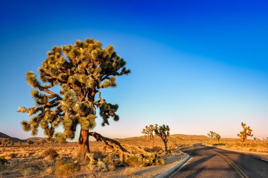 Joshua tree and desert road before sunset, California, USA