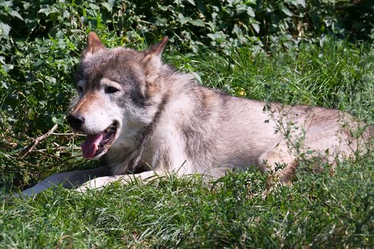 Nice close up portrait of gray wolf