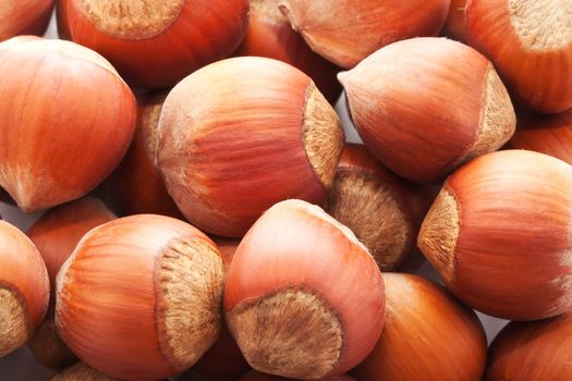 Heap of hazelnuts, filbert nuts making background